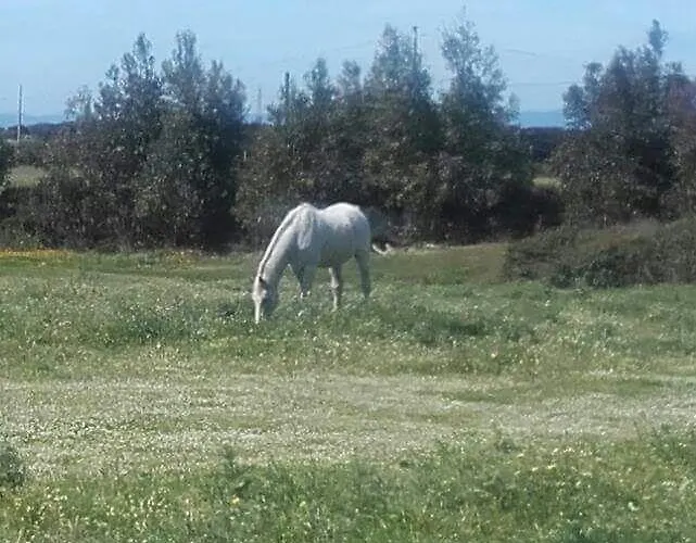 Eucaliptus Farm Retreat Kır Evi