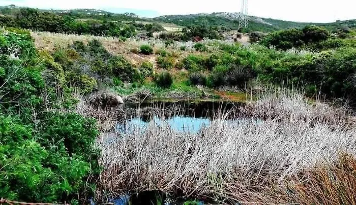 Eucaliptus Farm Retreat Santa Teresa Gallura